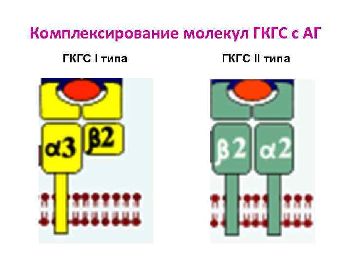 Комплексирование молекул ГКГС с АГ ГКГС I типа ГКГС II типа 