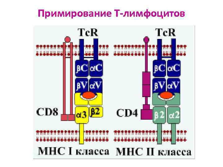 Примирование Т-лимфоцитов 