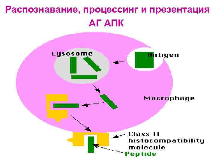 Распознавание, процессинг и презентация АГ АПК 