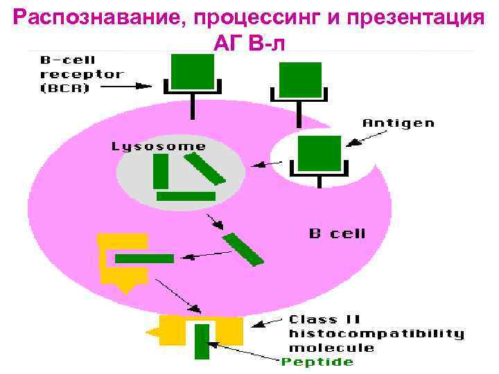 Распознавание, процессинг и презентация АГ В-л 