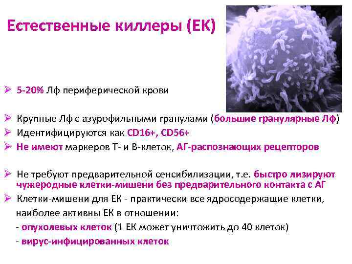 Естественные киллеры (ЕK) Ø 5 -20% Лф периферической крови Ø Крупные Лф с азурофильными