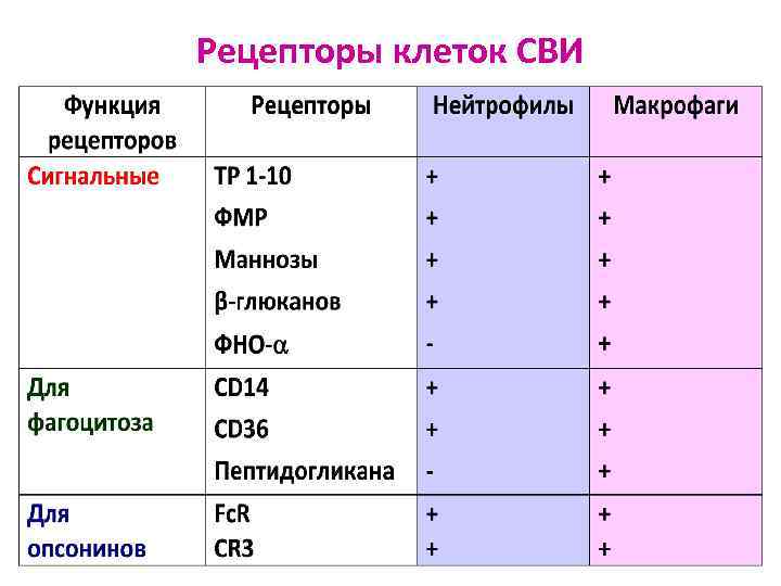 Рецепторы клеток СВИ 