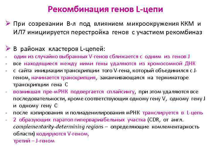 Рекомбинация генов L-цепи Ø При созревании В-л под влиянием микроокружения ККМ и ИЛ 7