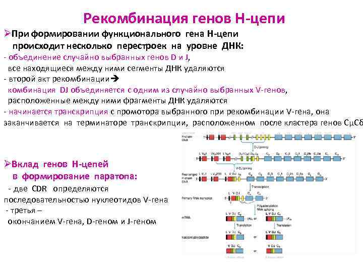 Рекомбинация генов H-цепи ØПри формировании функционального гена H-цепи происходит несколько перестроек на уровне ДНК: