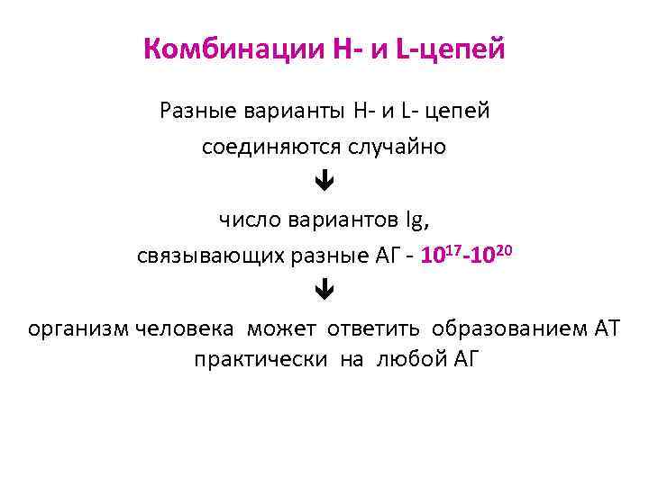 Комбинации Н- и L-цепей Разные варианты H- и L- цепей соединяются случайно число вариантов