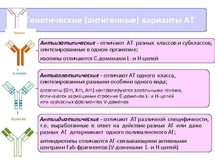Генетические (антигенные) варианты АТ Антиизотипические - отличают АТ разных классов и субклассов, синтезированные в