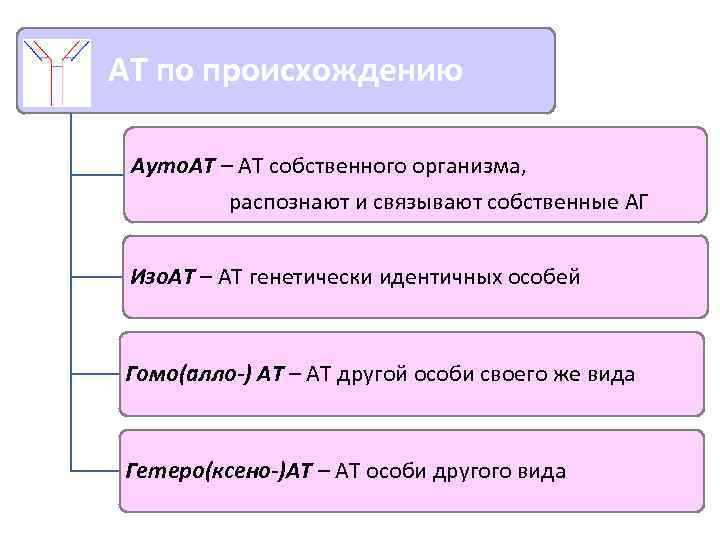 АТ по происхождению Ауто. АТ – АТ собственного организма, распознают и связывают собственные АГ