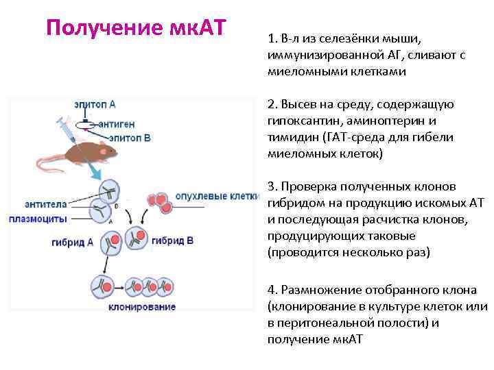 Селезенка мыши. Селезенка мыши лимфоциты. Мононуклеарные антитела.