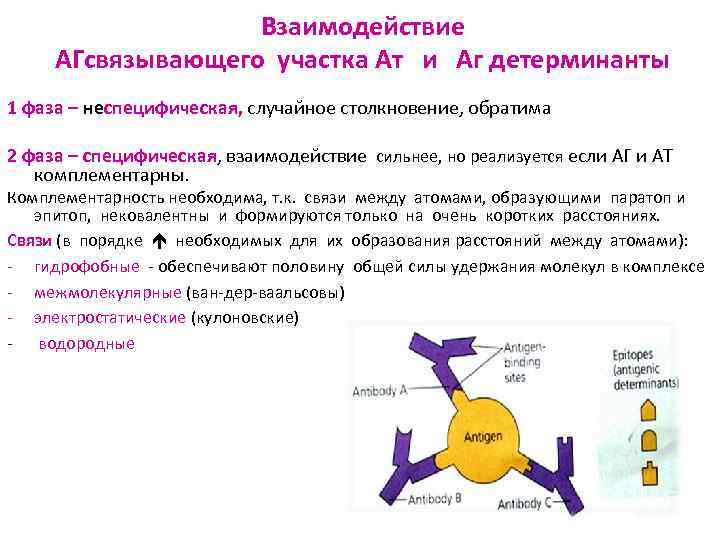Взаимодействие АГсвязывающего участка Ат и Аг детерминанты 1 фаза – неспецифическая, случайное столкновение, обратима