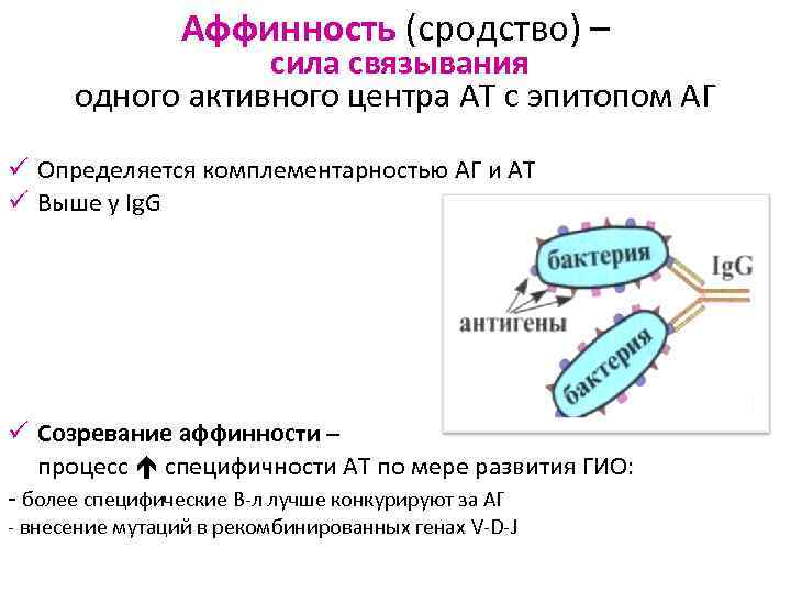 Аффинность (сродство) – сила связывания одного активного центра АТ с эпитопом АГ ü Определяется