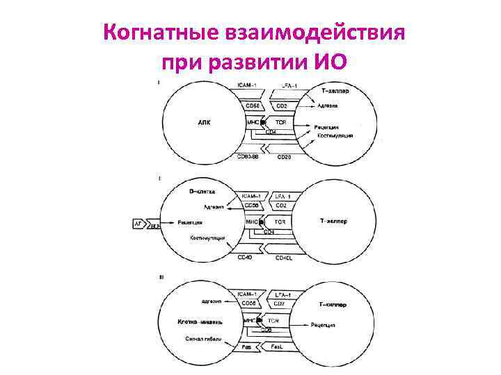 Когнатные взаимодействия при развитии ИО 
