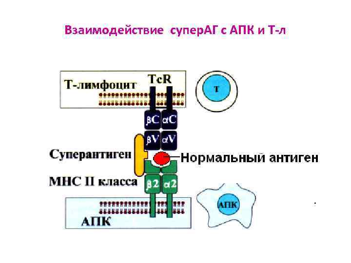 Взаимодействие супер. АГ с АПК и Т-л 