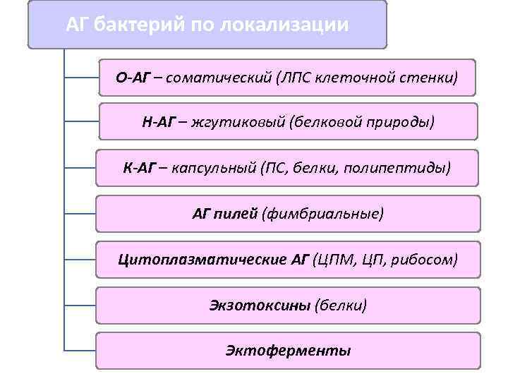 АГ бактерий по локализации О-АГ – соматический (ЛПС клеточной стенки) Н-АГ – жгутиковый (белковой