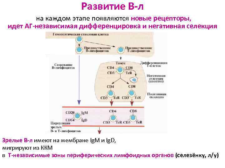 Развитие В-л на каждом этапе появляются новые рецепторы, идет АГ-независимая дифференцировка и негативная селекция