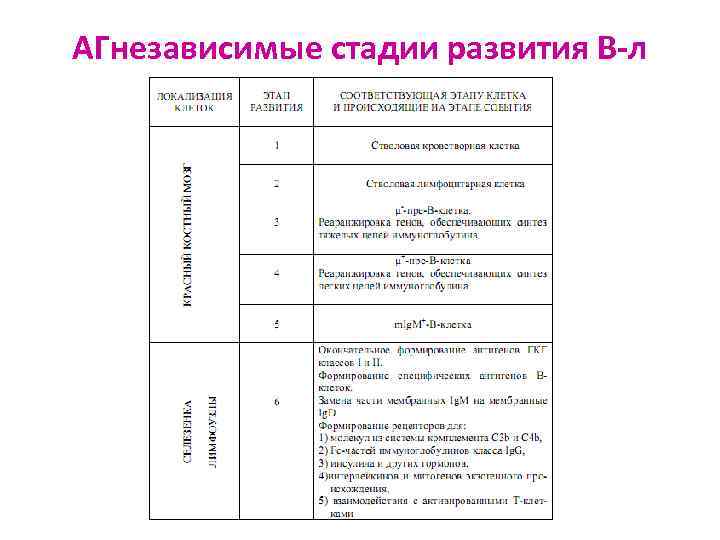 АГнезависимые стадии развития В-л 