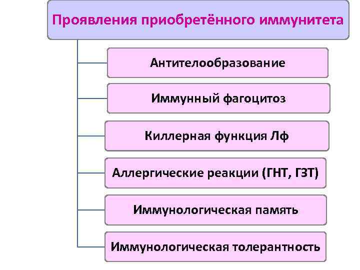 Проявления приобретённого иммунитета Антителообразование Иммунный фагоцитоз Киллерная функция Лф Аллергические реакции (ГНТ, ГЗТ) Иммунологическая