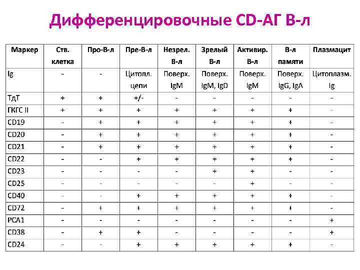 Дифференцировочные CD-АГ В-л 
