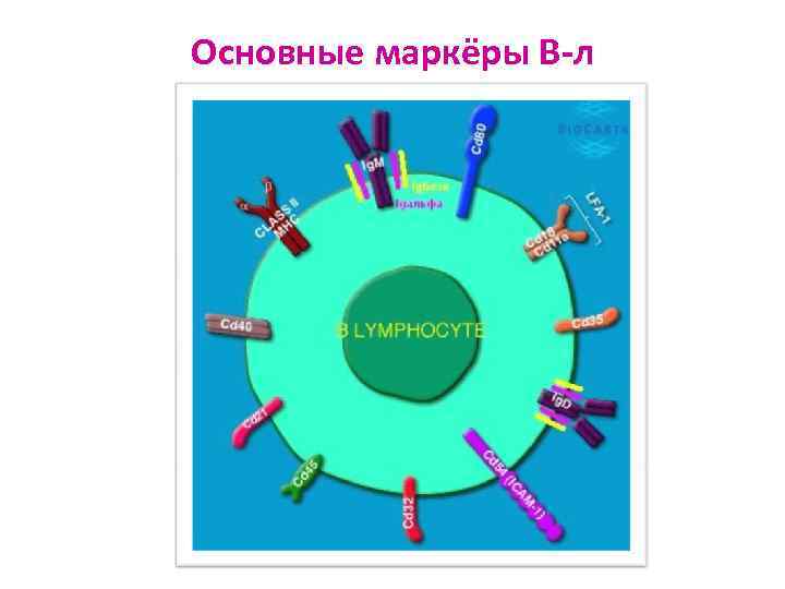 Основные маркёры В-л 