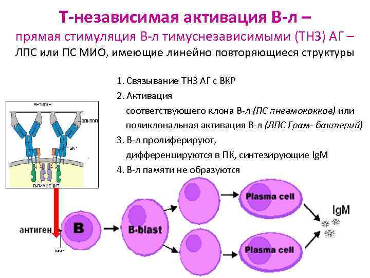 Т-независимая активация В-л – прямая стимуляция В-л тимуснезависимыми (ТНЗ) АГ – ЛПС или ПС