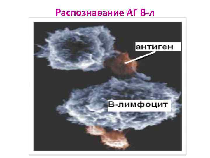 Распознавание АГ В-л 