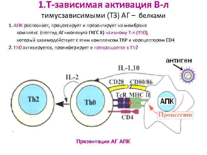 Схема гуморального иммунного ответа на т зависимые и т независимые антигены