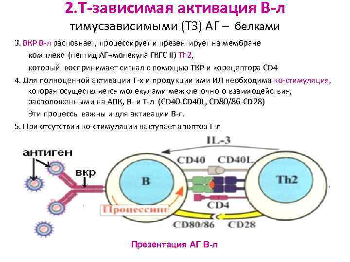 Схема гуморального иммунного ответа на т зависимые и т независимые антигены