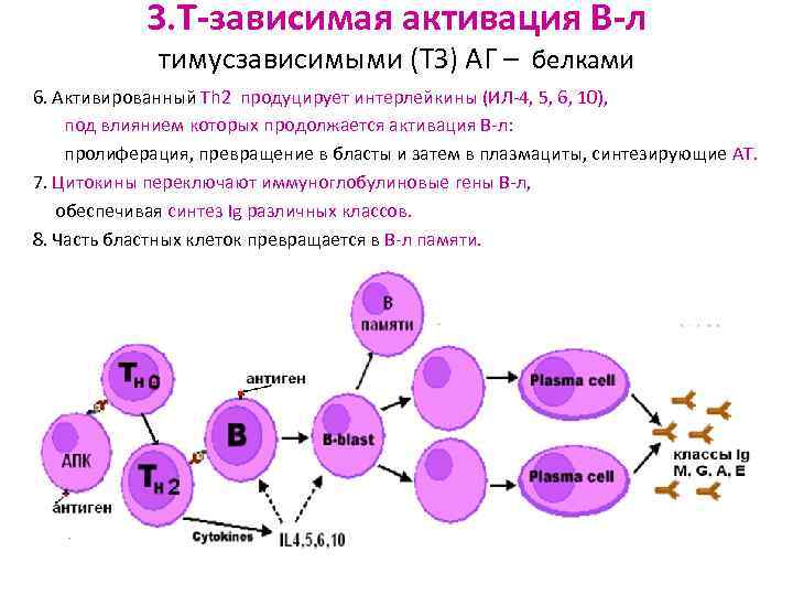 Схема гуморального иммунного ответа на т зависимые и т независимые антигены