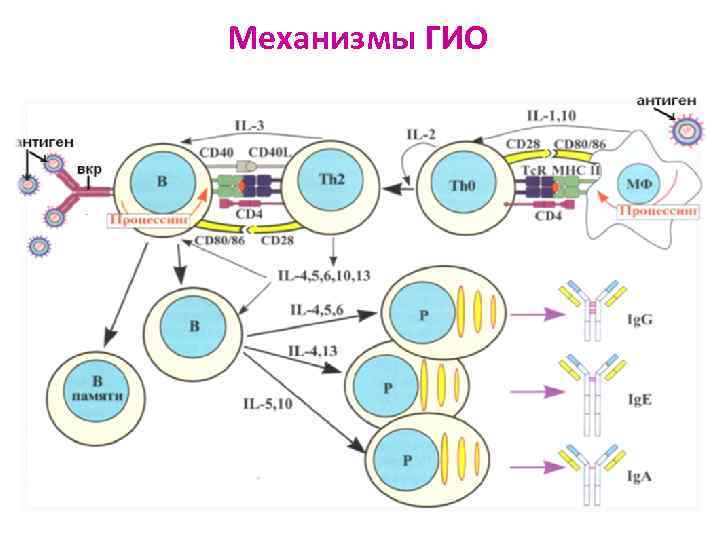 Механизмы ГИО 