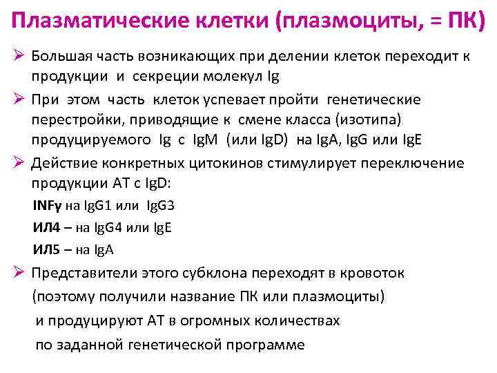 Плазматические клетки (плазмоциты, = ПК) Ø Большая часть возникающих при делении клеток переходит к