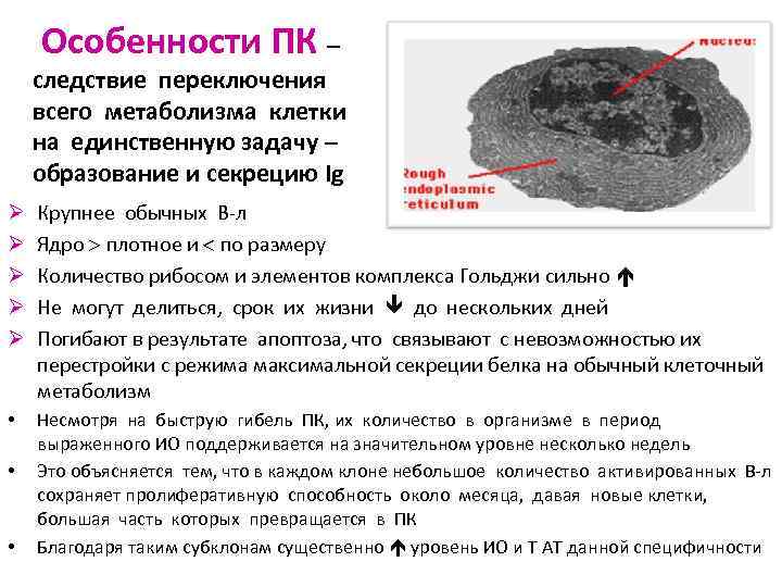 Особенности ПК – следствие переключения всего метаболизма клетки на единственную задачу – образование и