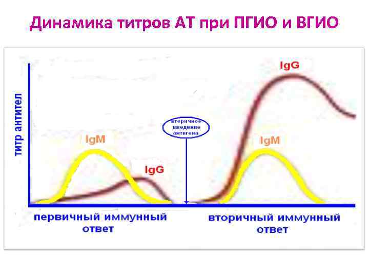 Динамика титров АТ при ПГИО и ВГИО 