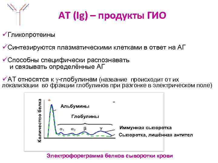 АТ (Ig) – продукты ГИО üГликопротеины üСинтезируются плазматическими клетками в ответ на АГ üСпособны
