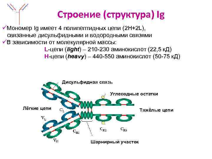 Строение (структура) Ig üМономер Ig имеет 4 полипептидных цепи (2 Н+2 L), связанные дисульфидными