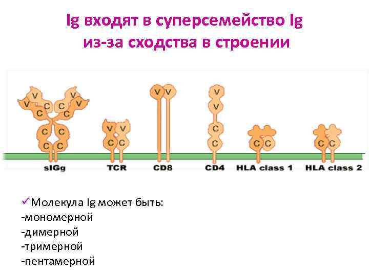Ig входят в суперсемейство Ig из-за сходства в строении üМолекула Ig может быть: -мономерной