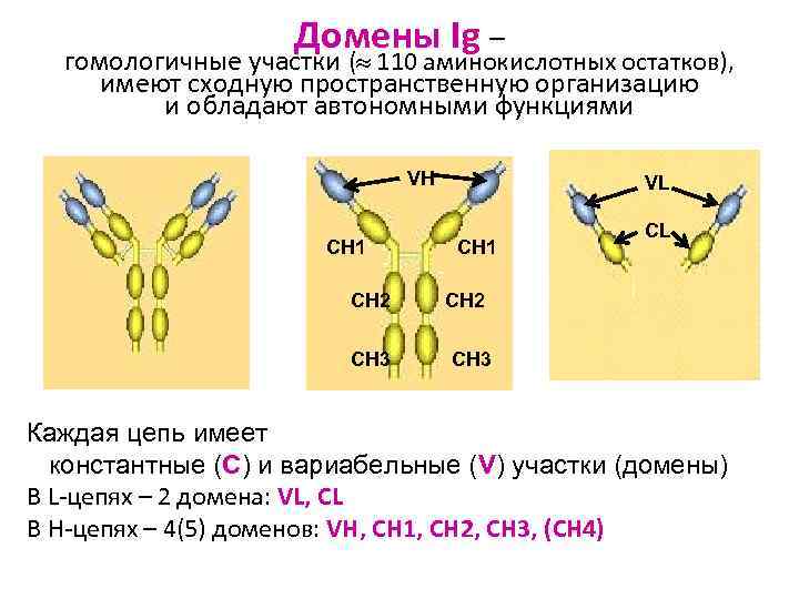 Домены Ig – гомологичные участки ( 110 аминокислотных остатков), имеют сходную пространственную организацию и