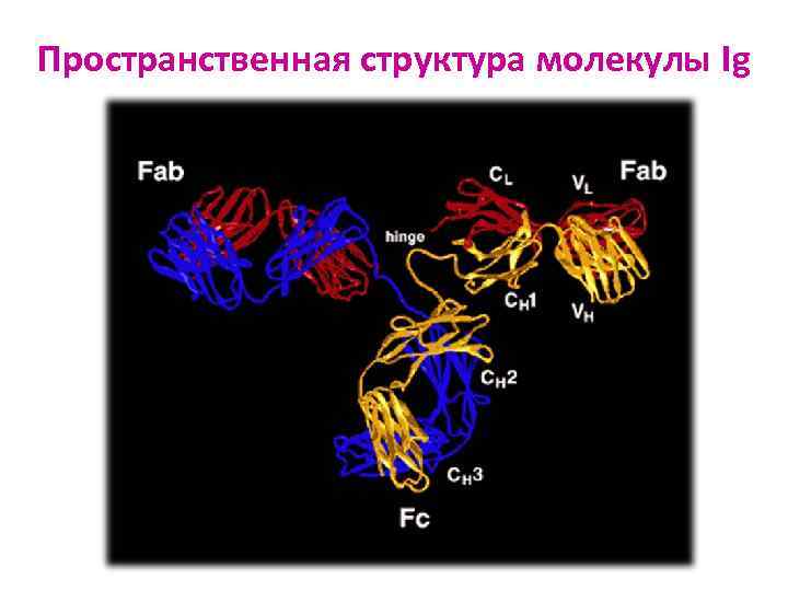 Пространственная структура молекулы Ig 