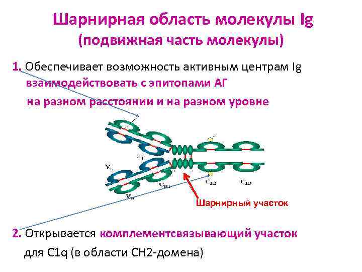 Шарнирная область молекулы Ig (подвижная часть молекулы) 1. Обеспечивает возможность активным центрам Ig взаимодействовать