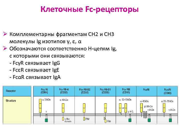 Клеточные Fc-рецепторы Ø Комплементарны фрагментам СН 2 и СН 3 молекулы Ig изотипов γ,