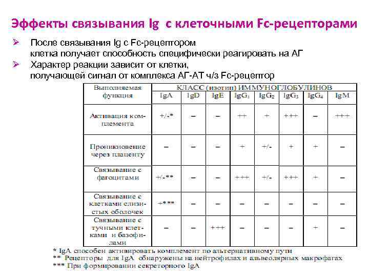Эффекты связывания Ig с клеточными Fс-рецепторами Ø Ø После связывания Ig с Fc-рецептором клетка