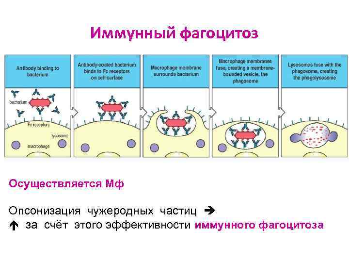 Иммунный фагоцитоз Осуществляется Мф Опсонизация чужеродных частиц за счёт этого эффективности иммунного фагоцитоза 