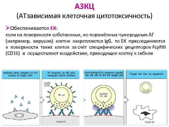 АЗКЦ (АТзависимая клеточная цитотоксичность) ØОбеспечивается ЕК: если на поверхности собственных, но поражённых чужеродным АГ