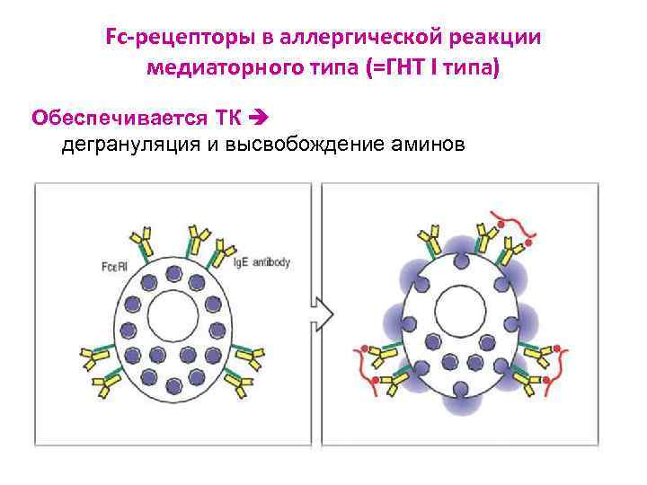 Fc-рецепторы в аллергической реакции медиаторного типа (=ГНТ I типа) Обеспечивается ТК дегрануляция и высвобождение
