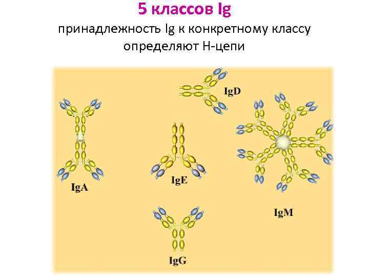 5 классов Ig принадлежность Ig к конкретному классу определяют H-цепи 