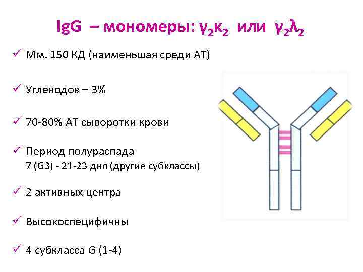 Ig. G – мономеры: γ 2κ 2 или γ 2λ 2 ü Мм. 150