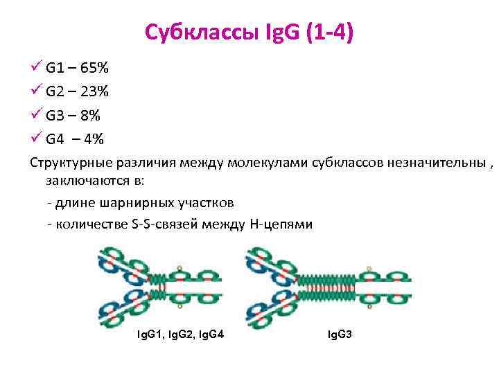 Субклассы Ig. G (1 -4) ü G 1 – 65% ü G 2 –