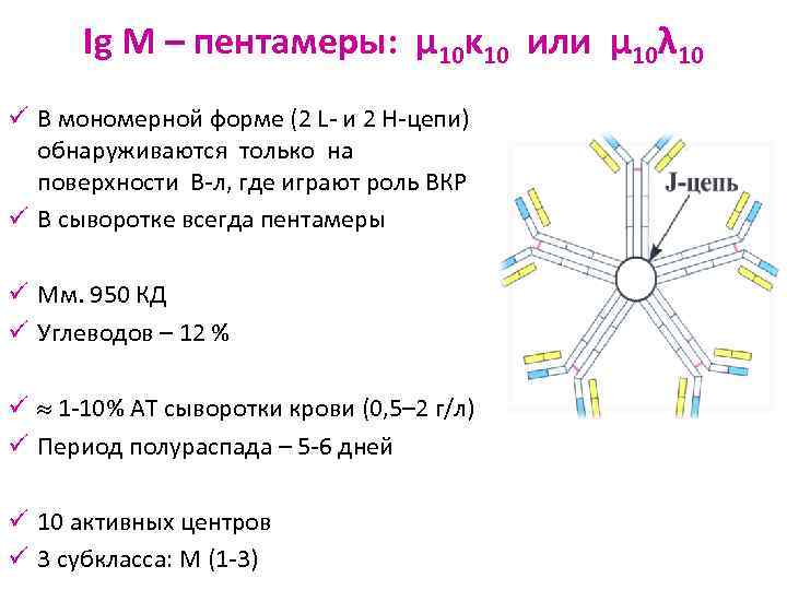 Ig M – пентамеры: μ 10κ 10 или μ 10λ 10 ü В мономерной