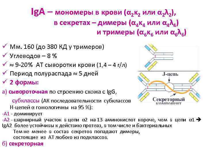 Ig. A – мономеры в крови (α 2κ 2 или α 2λ 2), в