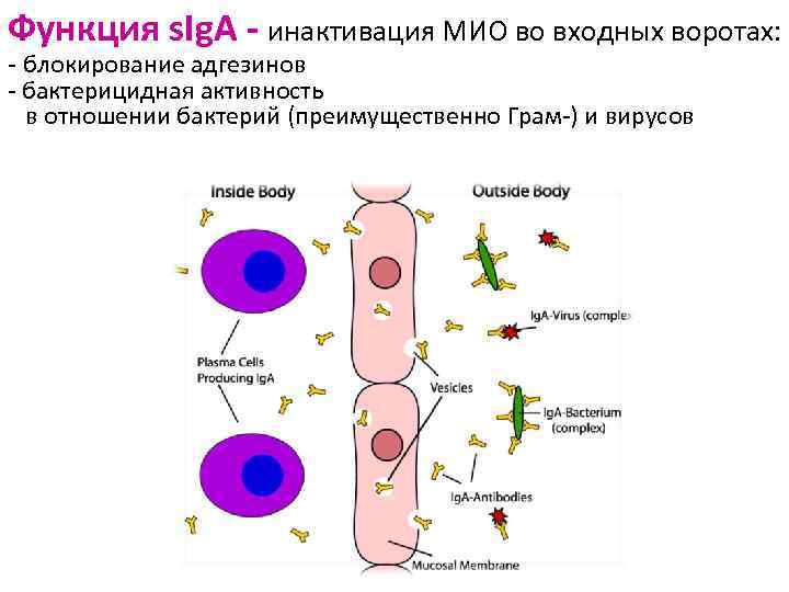 Функция s. Ig. A - инактивация МИО во входных воротах: - блокирование адгезинов -