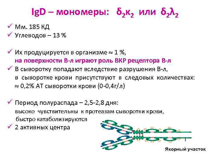 Ig. D – мономеры: δ 2κ 2 или δ 2λ 2 ü Мм. 185