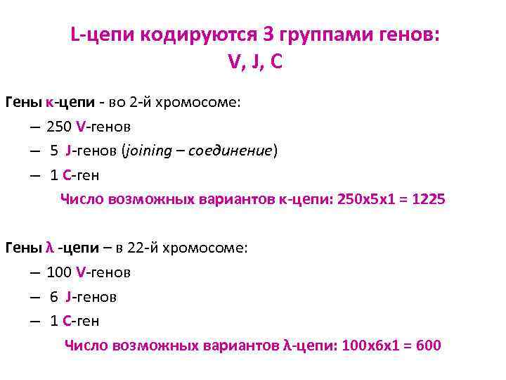 L-цепи кодируются 3 группами генов: V, J, C Гены κ-цепи - во 2 -й